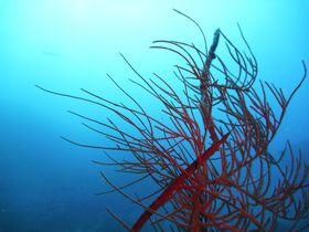 ����Ȃ�h�R�H���C�Z���X�Ƃ́H����_�C�r���O�̊�b�m���̋L���T���l�C��