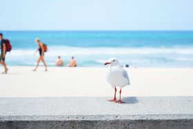 S[hR[Xg`sXnւ̃ANZX́H{ݏЉ̋LTlC