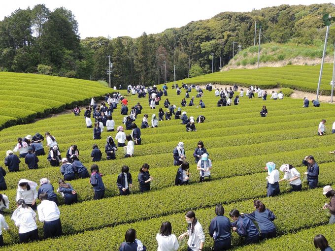 静岡観光の穴場 掛川 袋井 磐田1泊2日おすすめモデルプラン トラベルjp 旅行ガイド