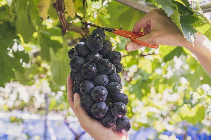 8�D���͍]�i�R�`�j