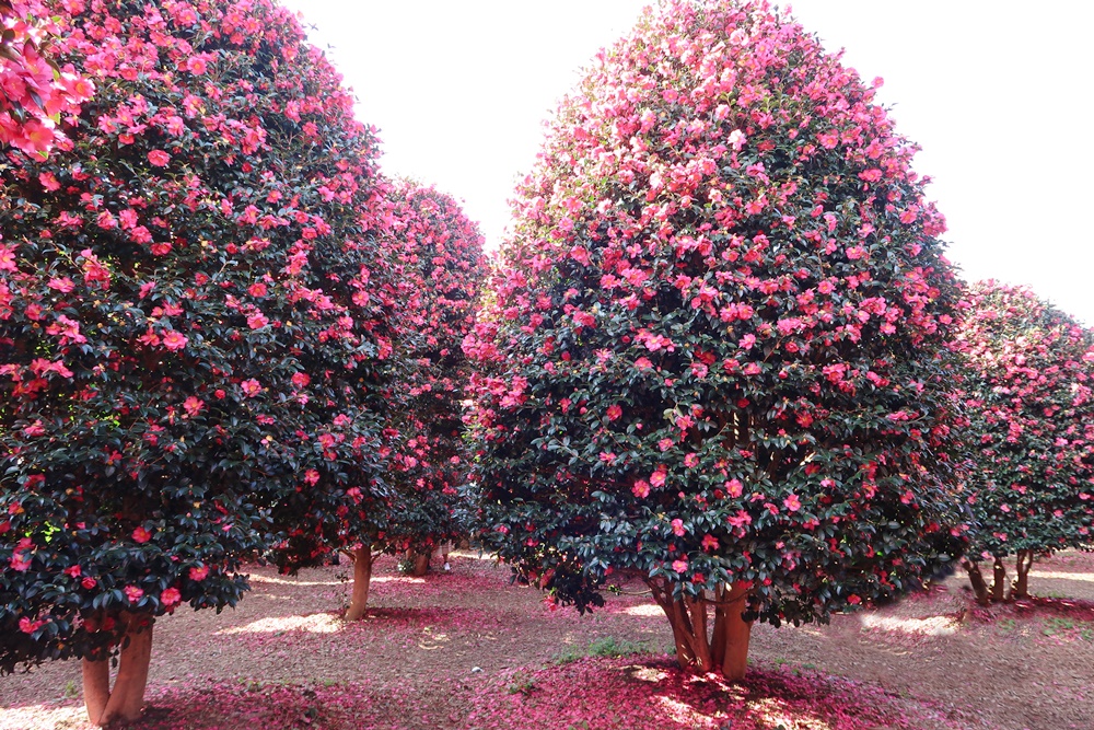 4．冬だけに出会える赤やピンクの世界「椿園」