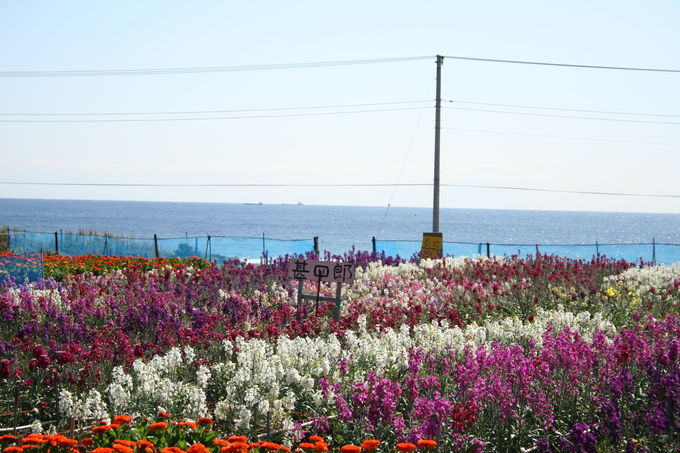 2日目午後：白間津で花摘み（南房総市）