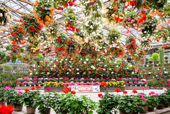 2ڌߌFCX^X|bgIԂƒ̊yu]tH[Qp[Nv