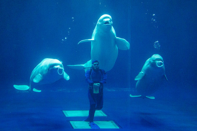 1ڌߌFuK̃ouO®vꂽ烉bL[Iu܂ˊCmكANAXṽVCJ