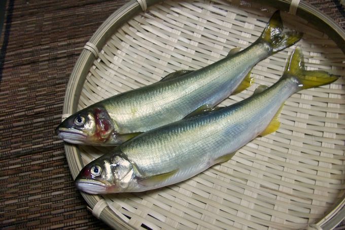 徳島のお魚は新鮮で食べごたえ抜群！