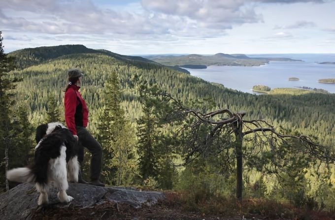 コリ国立公園、 フィンランド人の心の故郷を訪れてみる