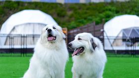 �y���C�E�M�z�E�k���z�y�b�g�ƈꏏ�ɃO�����s���O�I�������ߎ{��8�I�̋L���T���l�C��