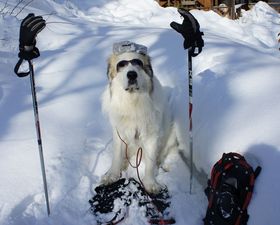 �M�Z���̂������߃y���V����8�I ��K�΁E���P�����𖞋i�I�̋L���T���l�C��