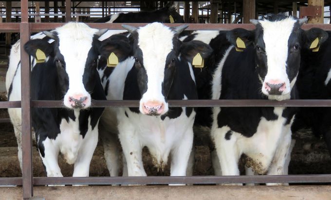 �����̂��ӂ�����q�� �{�X�^���쌧