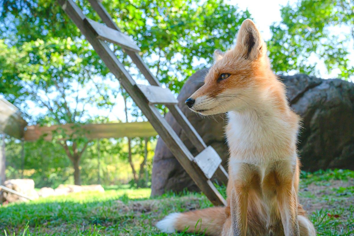 �k�C���Ȃ�ł́I�������L�^�L�c�l��^���`���E�ɂ��o��铮����3�I�̋L���T���l�C��