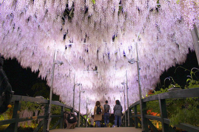 �t�EGW�ɍs�������I�l�C���A��o�X�c�A�[�����L���OTOP15�̃T���l�C��