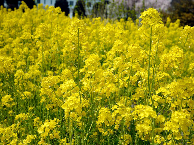 ���Ə����ŏt�I�؂̉Ԃ�����Ȃ�R�R