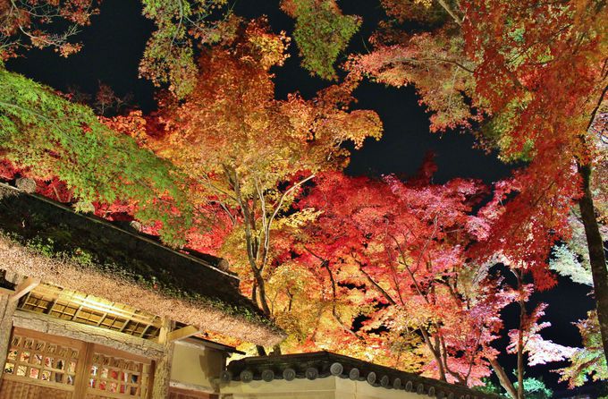 ���C�g�A�b�v����i�I���������̍g�t�X�|�b�g�͂���